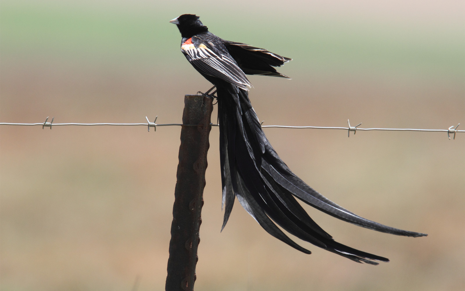 image Long-tailed Widowbird